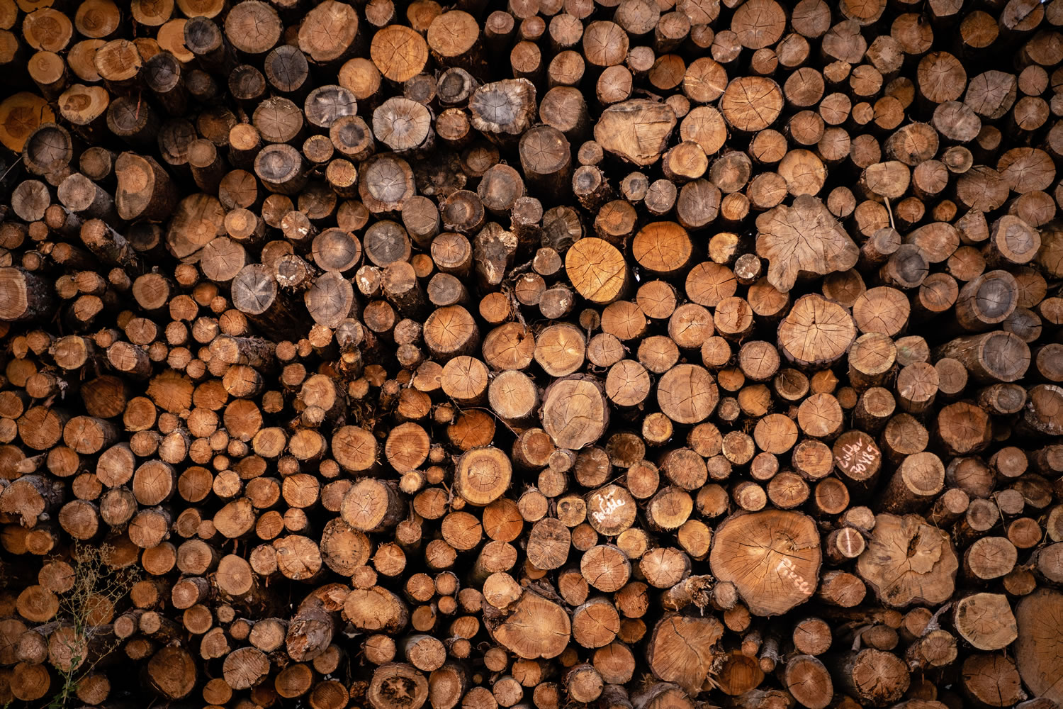 Pile Of Logs Wallpaper Mural    