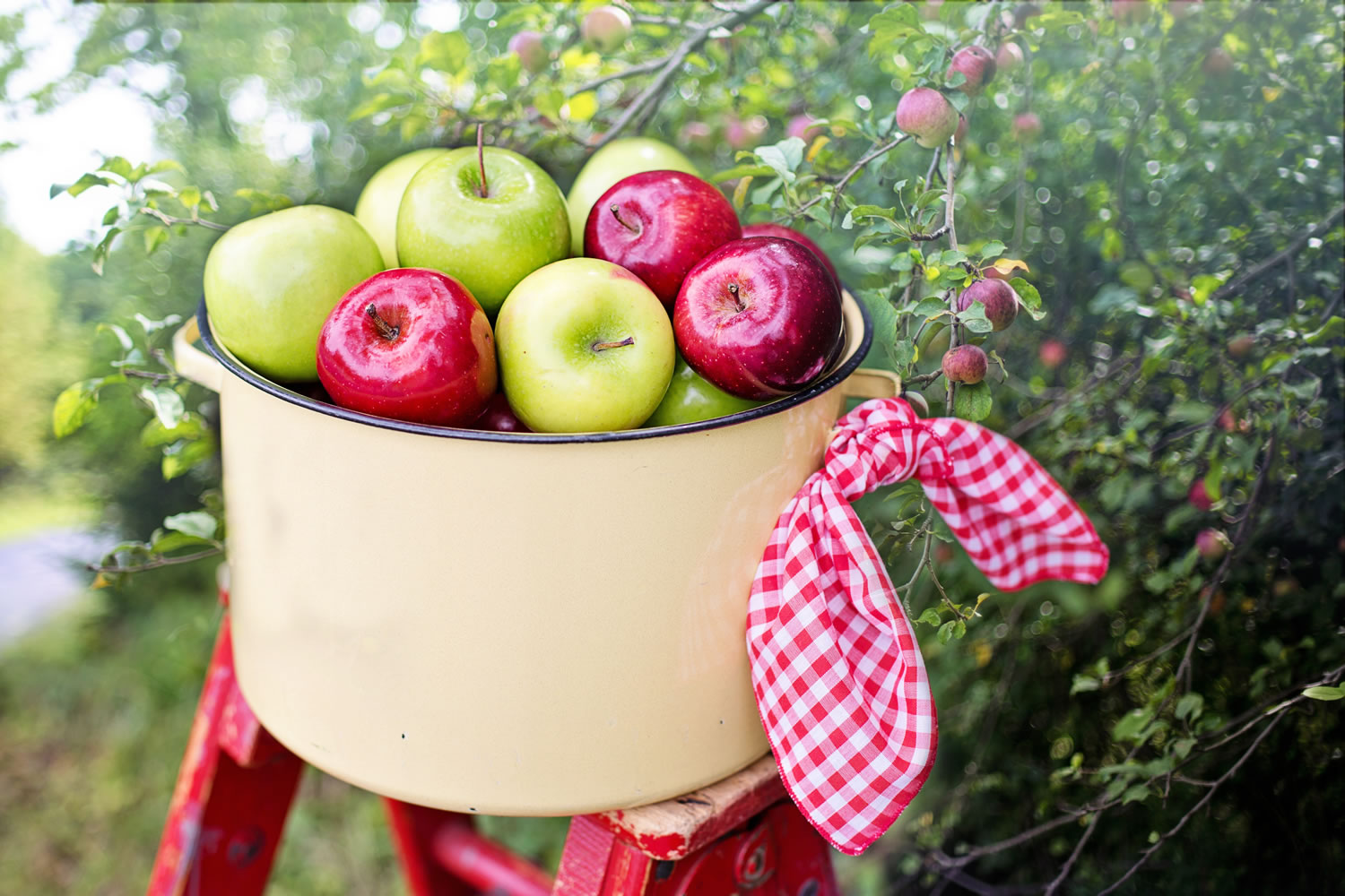  Red And Green Apples Wallpaper Mural      