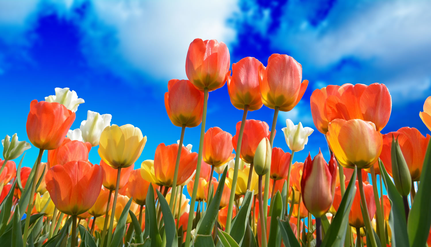 Tulips And Blue Sky Wallpaper Mural                   